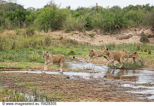 Four lionesses  Panthera leo  jump over a stream.