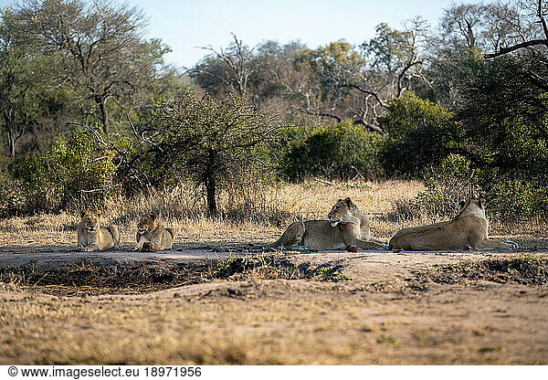Four lions  Panthera leo  lying together.