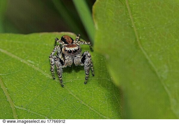 Four-point jumping spider