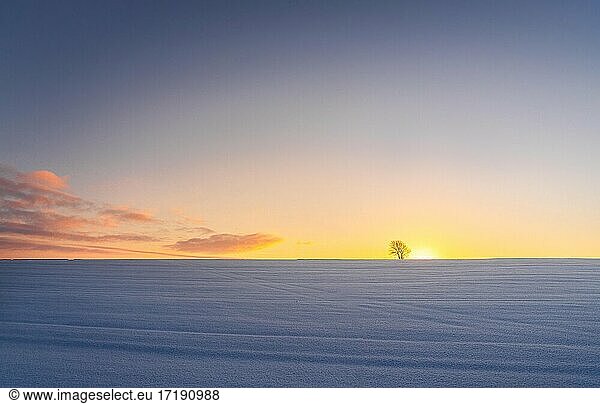 Four seasons of spring  summer  autumn  winter with lone tree in field