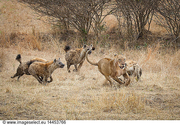 Four spotted hyenas  Crocuta crocuta  run and chase after a lion  Panthera leo  through dry yellow grass