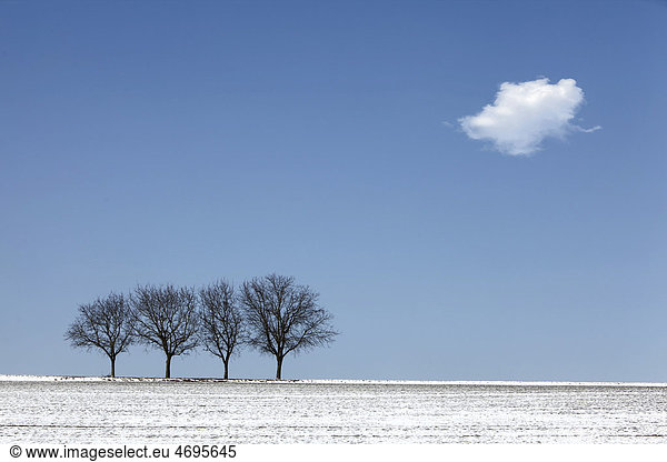 Four walnut trees in the winter with snow  Southern Palatinate  Rhineland-Palatinate  Germany  Europe