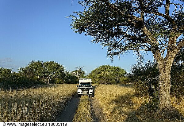 Four wheel drive motorhome  road to El-Fari campsite  Ghanzi  Botswana  Bush camper  Africa