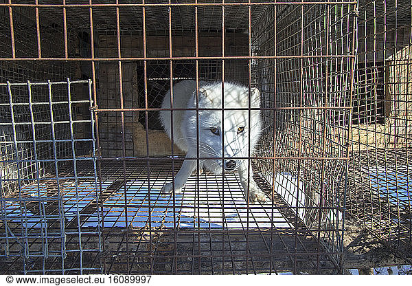 Fox farm and Raccoon dogs for furs  Hengdaohezi  Heilongjiang  China