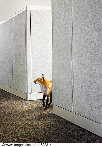 Fox in office