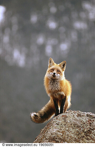 Fox on Flagstaff mountain  Colorado.