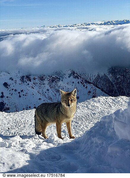 Fox on snow in Argentina