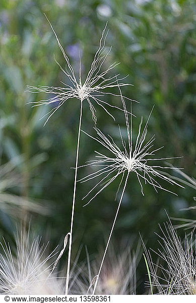 Foxtail Barley  Squirrel tail grass  Hordeum jubatum Two spidery  creamy white seedheads on stems above others.