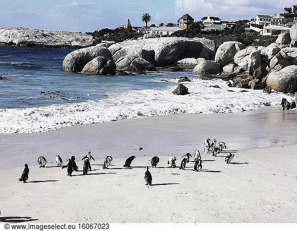 Foxy Beach Pinguinbeobachtung  Boulders Beach Pinguin-Kolonie  Simon's Town  Südafrika. Foto: Andr? Maslennikov.