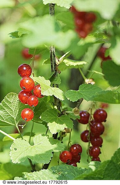 Früchte der Johannesbeere (Ribes rubrum)