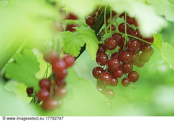 Früchte der Johannesbeere (Ribes rubrum)