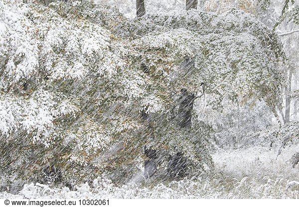 Früher Wintereinbruch  Laubbäume mit Herbstfärbung bei Schneefall  Hessen  Deutschland  Europa