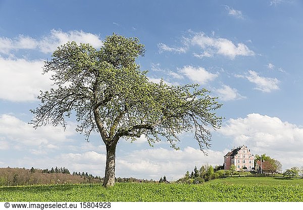 Frühling auf dem Bodanrück mit Schloss Freudental  Allensbach  Baden-Württemberg  Deutschland  Europa