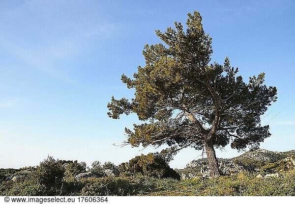 Frühling auf Kreta  Kiefer (maxilla)  grüne Wiese  Blauer Himmel  Ostkreta  Insel Kreta  Griechenland  Europa