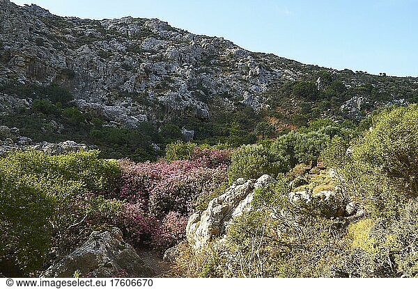 Frühling auf Kreta  Oleander (Nerii) Busch  grüne Sträucher links und rechts davon  grauer Steinhang  hellblauer wolkenloser Himmel  Tal der Toten  Schlucht von Zakros  Zakros  Ostkreta  Insel Kreta  Griechenland  Europa