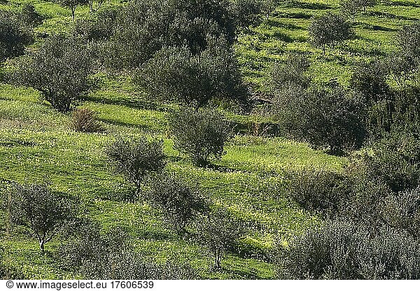 Frühling auf Kreta  Olivenbäume (Oliva) auf grüner  mit gelben Blumen bedeckten Wiese  Insel Kreta  Griechenland  Europa