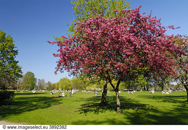 Frühlingsblüte an der Außenalster in Hamburg  Deutschland  Europa