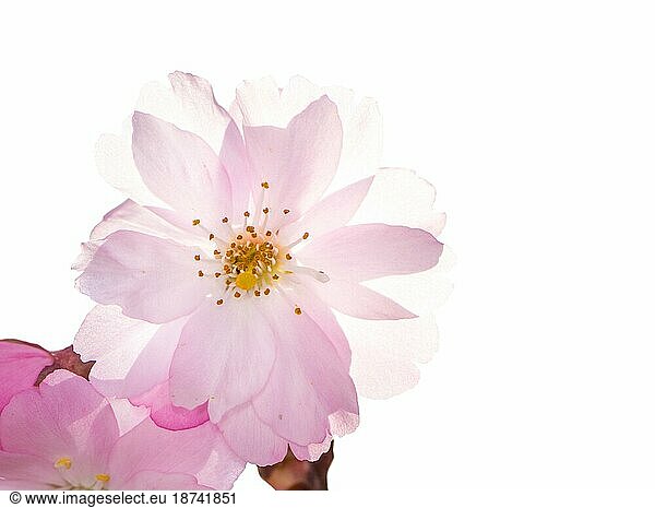 Frühlingshafte Szenerie  eine schöne rosa Kirschblüte