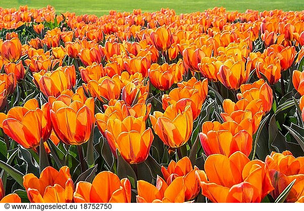 Frühlingshafte Szenerie mit leuchtend orangefarbenen Tulpen