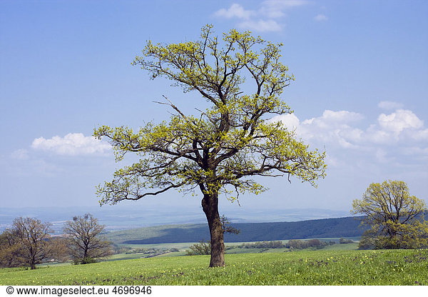 Frühlingslandschaft  B_rov· Naturdenkmal  BÌlÈ Karpaty Landschaftsschutzgebiet  Weiße Karpaten  HodonÌn  Südmähren  Tschechische Republik  Europa