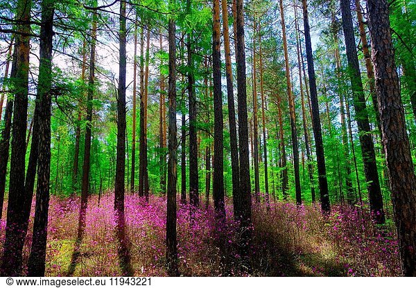 Frühlingslandschaft des Khingan-Gebirges in der Provinz Heilongjiang China