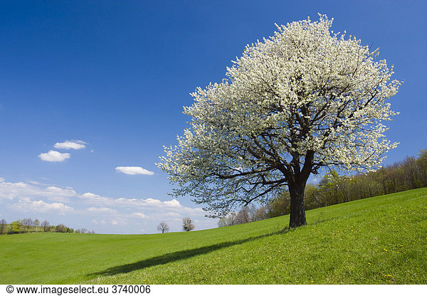 Frühlingslandschaft in Planavy  Bile Karpaty  Weiße Karpaten  Landschaftsschutzgebiet  Mähren  Tschechische Republik  Europa