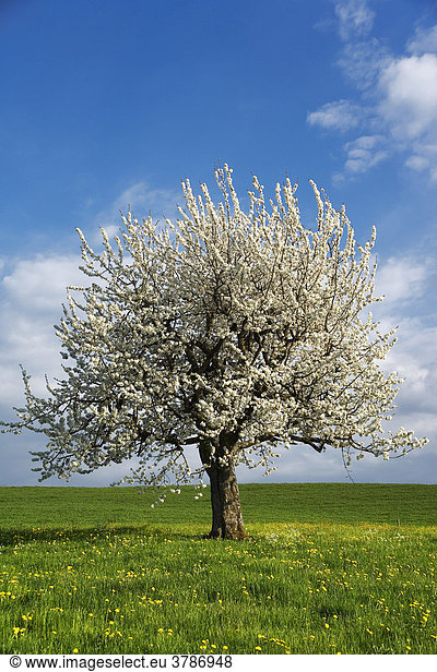 Frühlingslandschaft mit blühendem Kirschbaum (Prunus avium),  Sensebezirk,  Kanton Freiburg,  Schweiz
