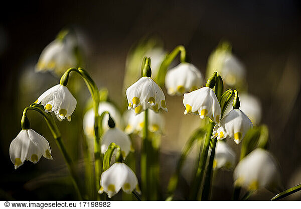 Frühlingsschneeflocken (Leucojum vernum) blühen im Frühling