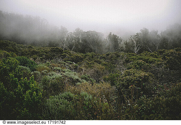 Frühmorgens Nebel und Dunst legen sich über die Küstenwälder