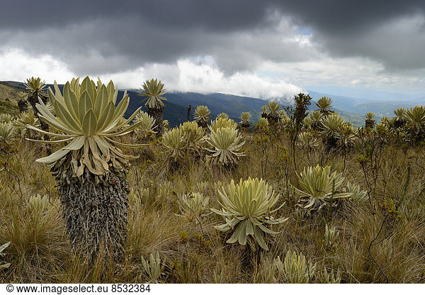 Frailejones-Pflanzen (Espeletia pycnophylla) in Paramo-Landschaft  Guandera  Imbabura  Ecuador