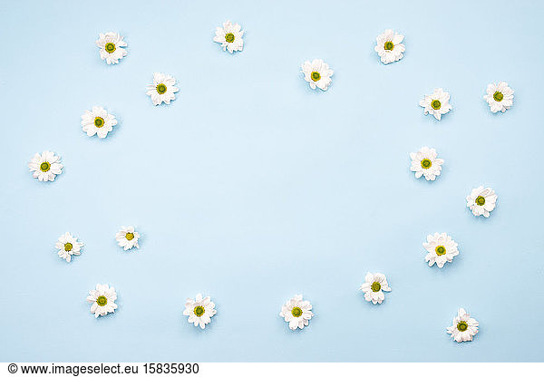 Frame made of fresh chamomile flowers on table. Copy space   e