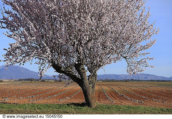 France,  Alpes de Haute Provence,  Verdon Regional Nature Park,  Plateau de Valensole,  Valensole,  lavender and almond blossom field