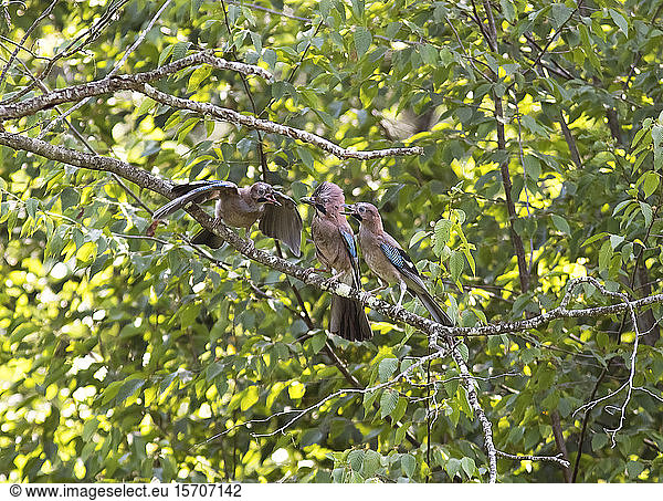 France,  Corsica,  Eurasian jay (Garrulus glandarius) feeding young on tree