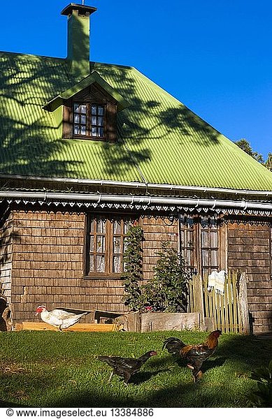France, Reunion island (French overseas department), Parc National de La Reunion (Reunion National Park), listed as World Heritage by UNESCO, Belouve farm animals before the front of the shelter in the morning