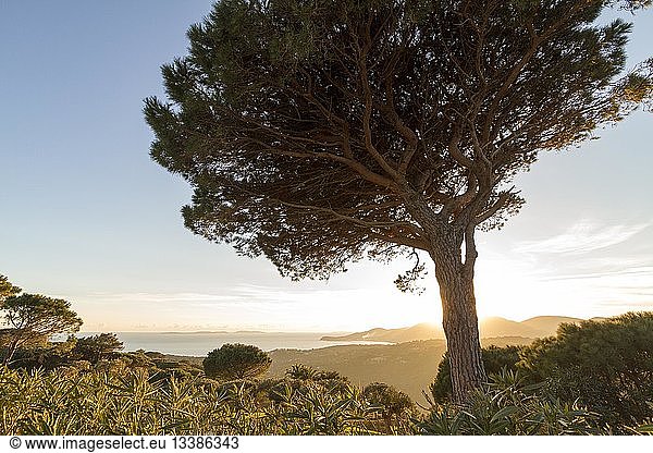 France,  Var,  Saint Tropez peninsula,  Ramatuelle,  Stone pine,  in background the bay of Cavalaire-sur-mer