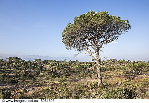 France,  Var,  Vidauban,  National Nature Reserve of the Plaine des Maures,  umbrella pine or parasol pine (Pinus pinea),  at the bottom the massif of Maures