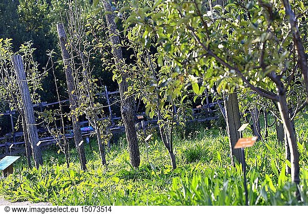 France,  Vaucluse,  Avignon,  Epicurium,  Living Museum of Fruits and Vegetables,  The vegetable garden and the orchard prolong the visit by a route devoted to the dissemination of fruits and vegetables