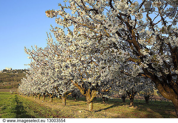France,  Vaucluse,  Parc Naturel Regional du Luberon (Natural Regional Park of Luberon),  Lacoste,  cherry blossoms,  in the background the ruins of the castle of Lacoste in the 11th century one of the residences of the Marquis de Sade in the 18th century