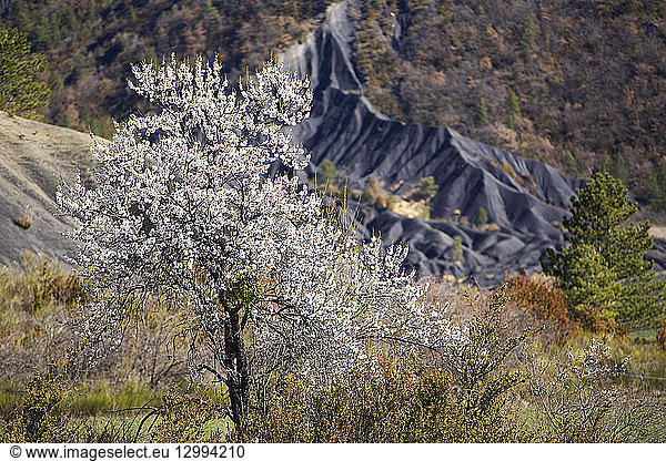 France  Alpes de Haute Provence  La Roubine  near Digne les Bains  almond tree in bloom in the geological reserve