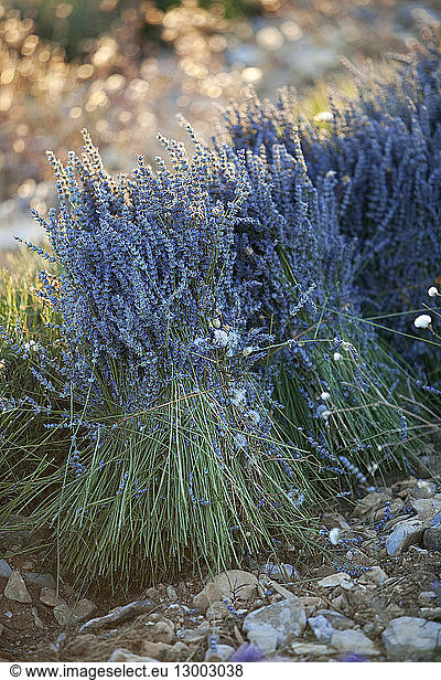 France  Alpes de Haute Provence  Lardiers  lavender harvest