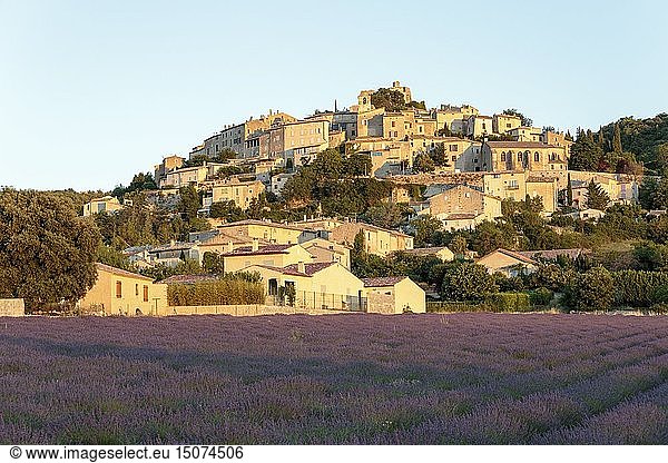 France Alpes de Haute Provence Simiane la Rotonde lavender fields at the foot of the village
