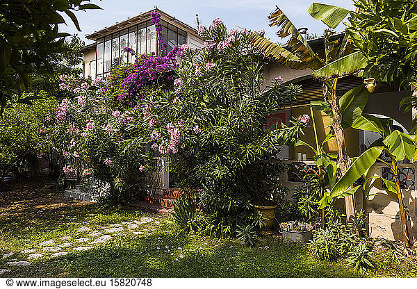 France  Alpes-Maritimes  Cagnes-sur-Mer  Flowers blooming in backyard