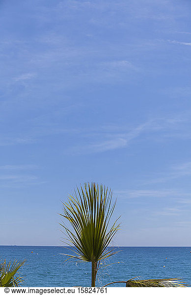 France  Alpes-Maritimes  Cagnes-sur-Mer  Palm tree against clear line of horizon over Mediterranean Sea