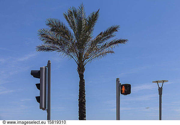 France  Alpes-Maritimes  Cagnes-sur-Mer  Palm tree between two stoplights
