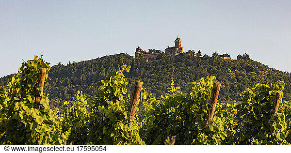 France  Alsace  Orschwiller  Summer vineyard with Chateau du Haut-Koenigsbourg in background