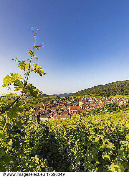 France  Alsace  Riquewihr  Clear sky over summer vineyard with village in background