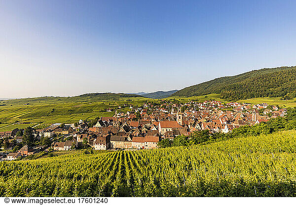 France  Alsace  Riquewihr  Vineyard in front of rural village in summer