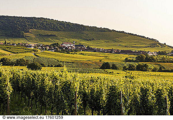 France  Alsace  Saint-Hippolyte  Green vineyard at summer dusk with village in background