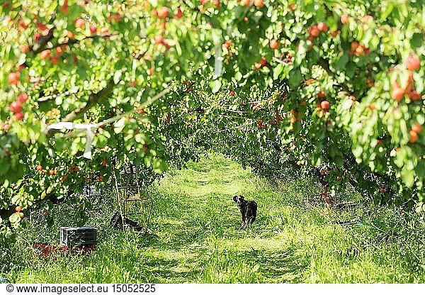 France  Ardeche  Baix  harvesting apricots