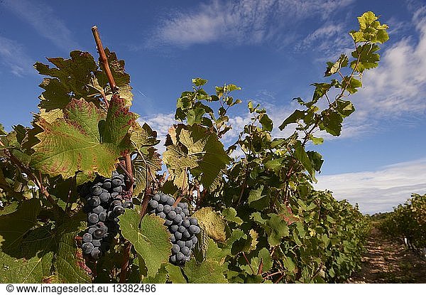 France  Aude  Gruissan  grape harvest in the Ile Saint-Martin